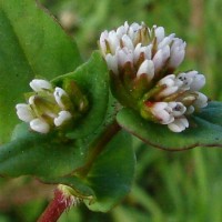 Persicaria nepalensis (Meisn.) H.Gross